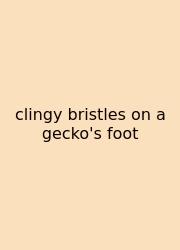 Clingy Bristles On A Gecko's Foot