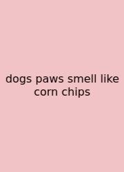 Dogs Paws Smell Like Corn Chips