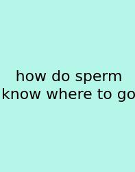 How Do Sperm Know Where To Go