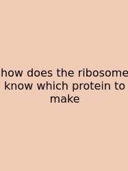 How Does The Ribosome Know Which Protein To Make