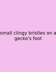 Small Clingy Bristles On A Gecko's Foot