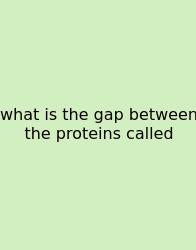 What Is The Gap Between The Proteins Called