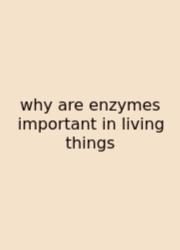 Why Are Enzymes Important In Living Things