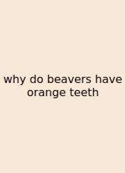 Why Do Beavers Have Orange Teeth