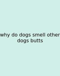 Why Do Dogs Smell Other Dogs Butts