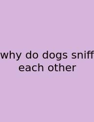 Why Do Dogs Sniff Each Other