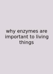 Why Enzymes Are Important To Living Things